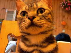 -猫色咖啡·猫咖