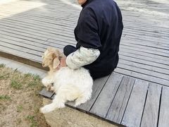 -廊坊固安福朋喜来登酒店