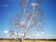 -塞罕坝国家级自然保护区