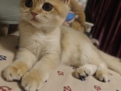 -美联众合宠物医院·爱萌分院·内外科·猫科中心