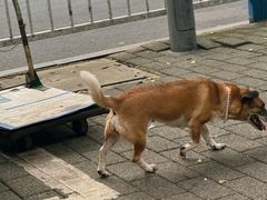 -糯米团油茶早餐铺