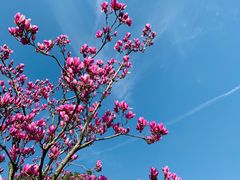 -合肥滨湖国家森林公园