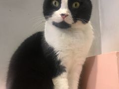 -猫儿山۰猫主题餐厅