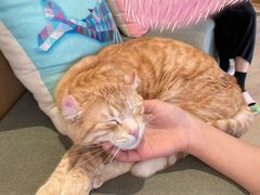 -CAT’S MEWSTAR CAFE·喵星球猫屋(晴湾咖啡店)
