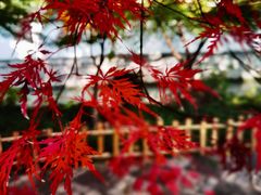 -秋霞圃