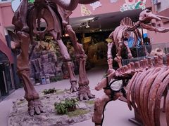 -陕西自然博物馆