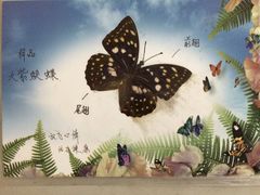 -上海昆虫博物馆