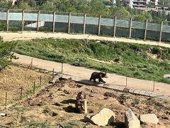 -青藏高原野生动物园