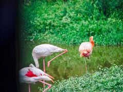 -杭州野生动物世界