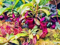-中国科学院西双版纳热带植物园