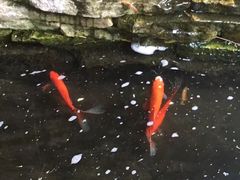 -老洋房花园饭店(绍兴路店)