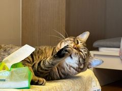 -博特宠物医院24h犬猫全科.骨科·异宠