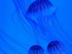 -芜湖新华联大白鲸海洋公园