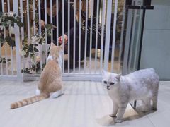 -藏猫猫咖啡主题馆(中央大道店)