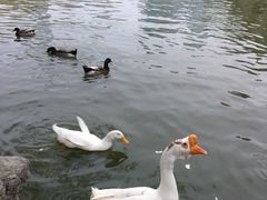 -团结湖公园