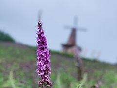 -大塘金香草谷