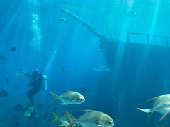 -瑞德姆美人鱼海底演艺主题餐厅(亚龙湾店)