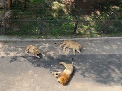 -大连森林动物园