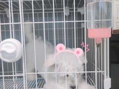 -翊宠yipet猫狗购宠庄园犬舍•猫舍