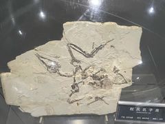 -中国地质大学逸夫博物馆