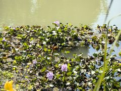 -桤木河湿地公园
