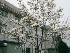 -黄海国家森林公园