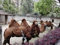 -成都动物园