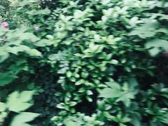 -合肥滨湖国家森林公园