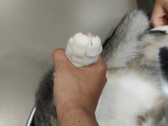 -MOCHA明星猫咖(田子坊店)
