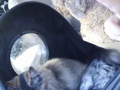 -宠福鑫康馨动物医院·骨科·眼科