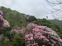 -梧桐山风景名胜区