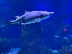 -海合安武汉极地海洋公园