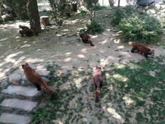 -西安秦岭野生动物园