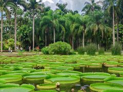 -中国科学院西双版纳热带植物园