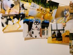 -Husky Go! 哈士奇体验馆·宠物咖啡厅狗咖