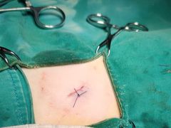 -艾贝尔宠物诊疗