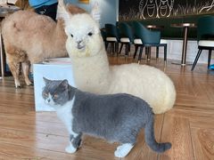 -遇见羊驼·奶狗咖·布偶猫咖·法斗柯基柴犬阿拉斯加(春熙路太古里IFS店)