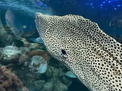 -上海海洋水族馆