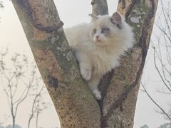 -谐和益家动物医院·免疫绝育·血液透析·宠保定点医院(高新伊藤分院)