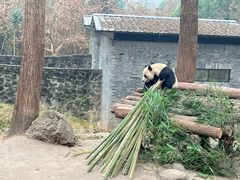 -都江堰中华大熊猫苑