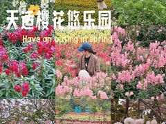 -天适樱花悠乐园