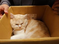 -猫猫幼稚园·撸猫·桌游·电玩