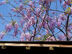 -莲花岛景区