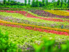 -紫颐香薰山谷景区