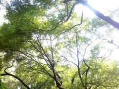 android_upload_pic-中山大学学者灵芝(园南路店)