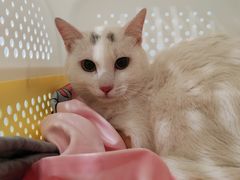 -艾吉宠物医院·疑难杂症转诊中心·猫友好(碧江路院)