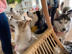-Husky Go! 哈士奇体验馆·宠物咖啡厅狗咖