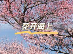 -花开海上生态园