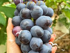 -海堤葡萄园中小学生研学基地