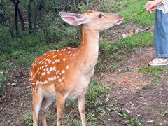 -大连森林动物园